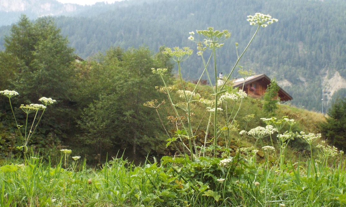 Apiacea: Heracleum sphondylium